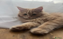 Maine Coon cats for sale: Last 2 boys left   - Image 22