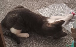 Mixed Breed cats for sale: 7 month old male kitten - Image 8