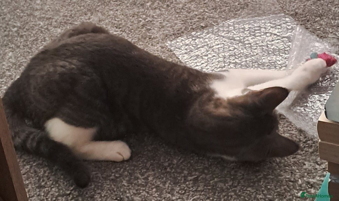 Mixed Breed cats for sale: 7 month old male kitten - Image 8