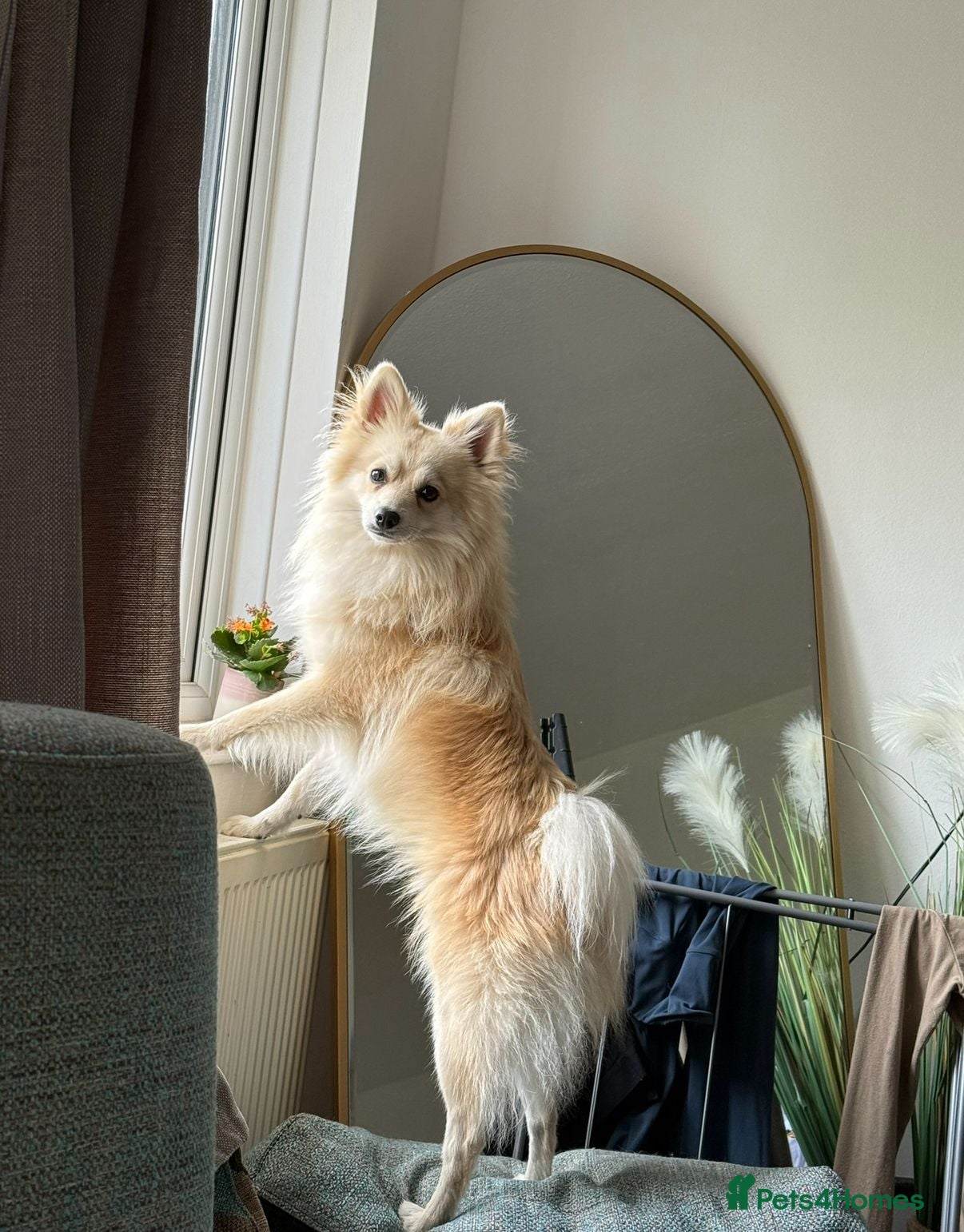 Mixed Breed dogs Milo(German Spitz & Pomeranian) - Advert 1