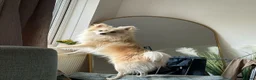 Mixed Breed dogs for sale: Milo(German Spitz & Pomeranian) - Advert 1