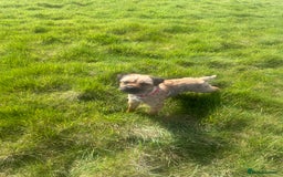 Border Terrier dogs for stud: Border terrier  - Image 1