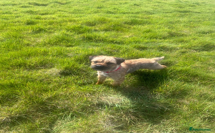 Border Terrier dogs - Advert 1