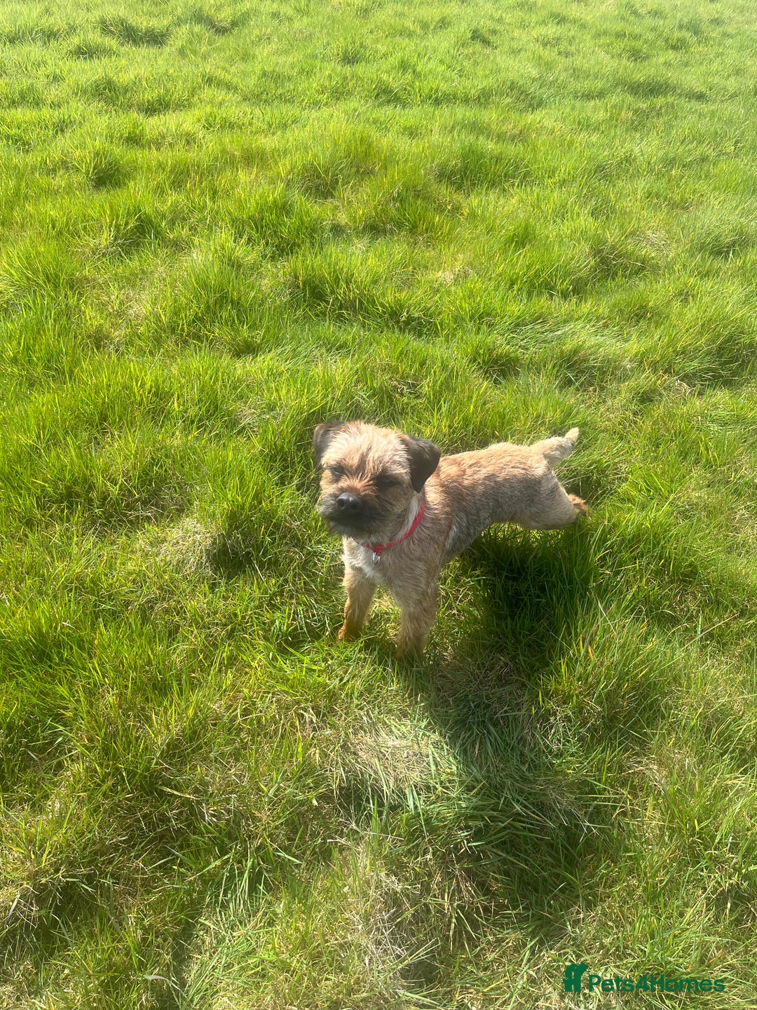 Border Terrier dogs for stud: Border terrier  - Image 1