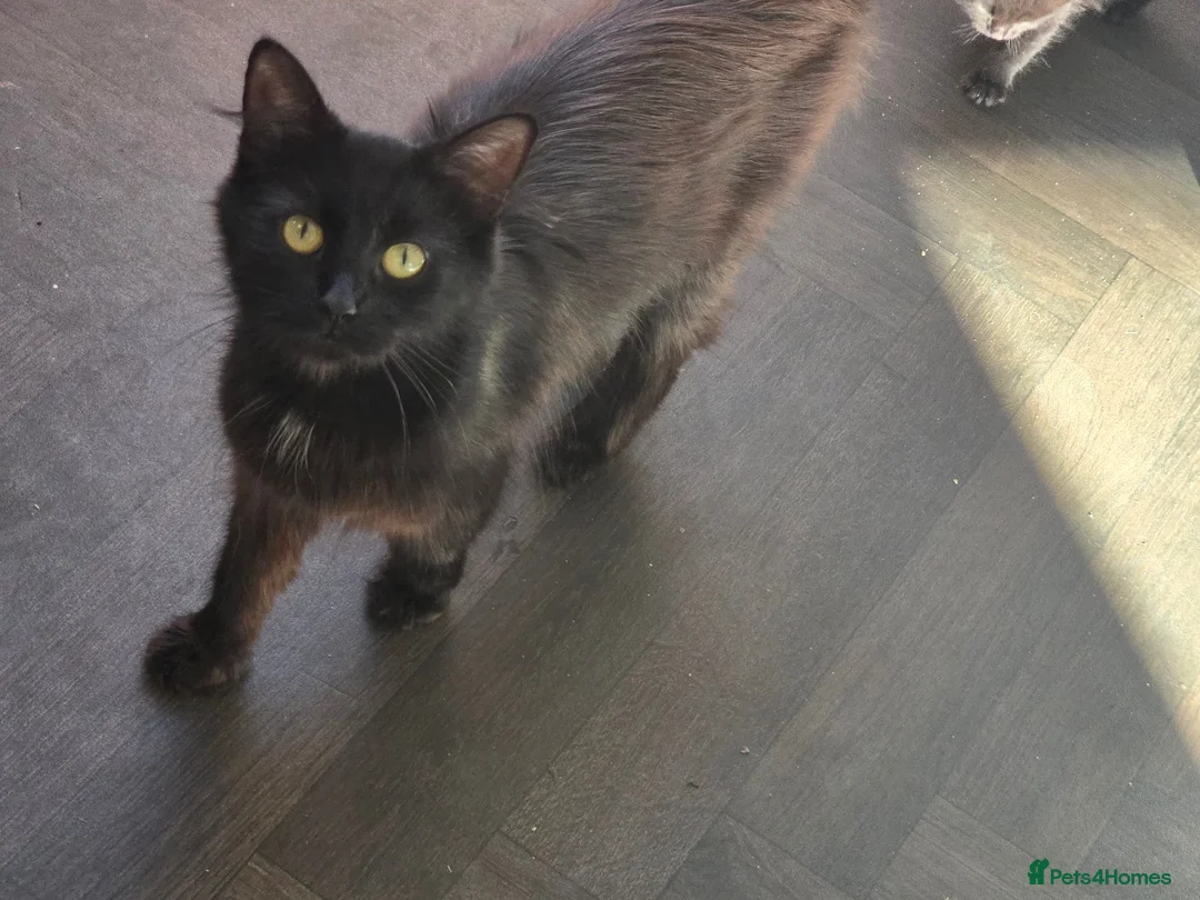 British Longhair cats for sale: Two male kittens - Advert 1