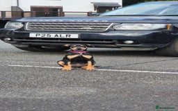 Mixed Breed dogs for sale: Doberman female x puppy - Image 1