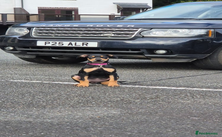 Mixed Breed dogs - Advert 1