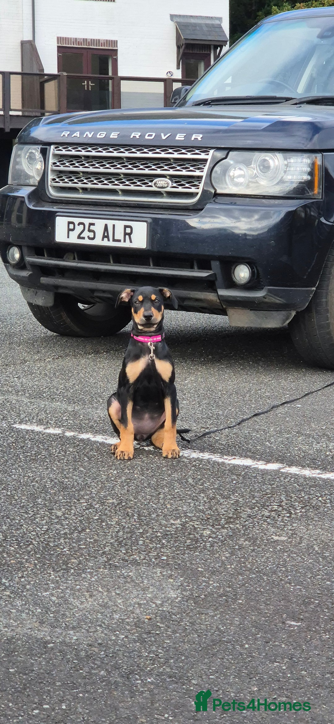 Mixed Breed dogs for sale: Doberman female x puppy - Image 1