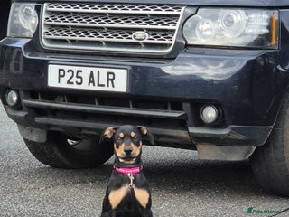 Mixed Breed dogs - Advert 1