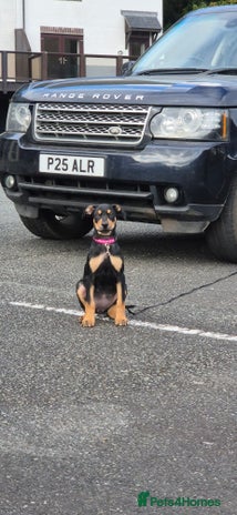 Mixed Breed dogs - Advert 1