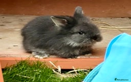Lionhead rabbits for sale: Teddy Double & Single Lionhead Price starts at £35 - Image 7