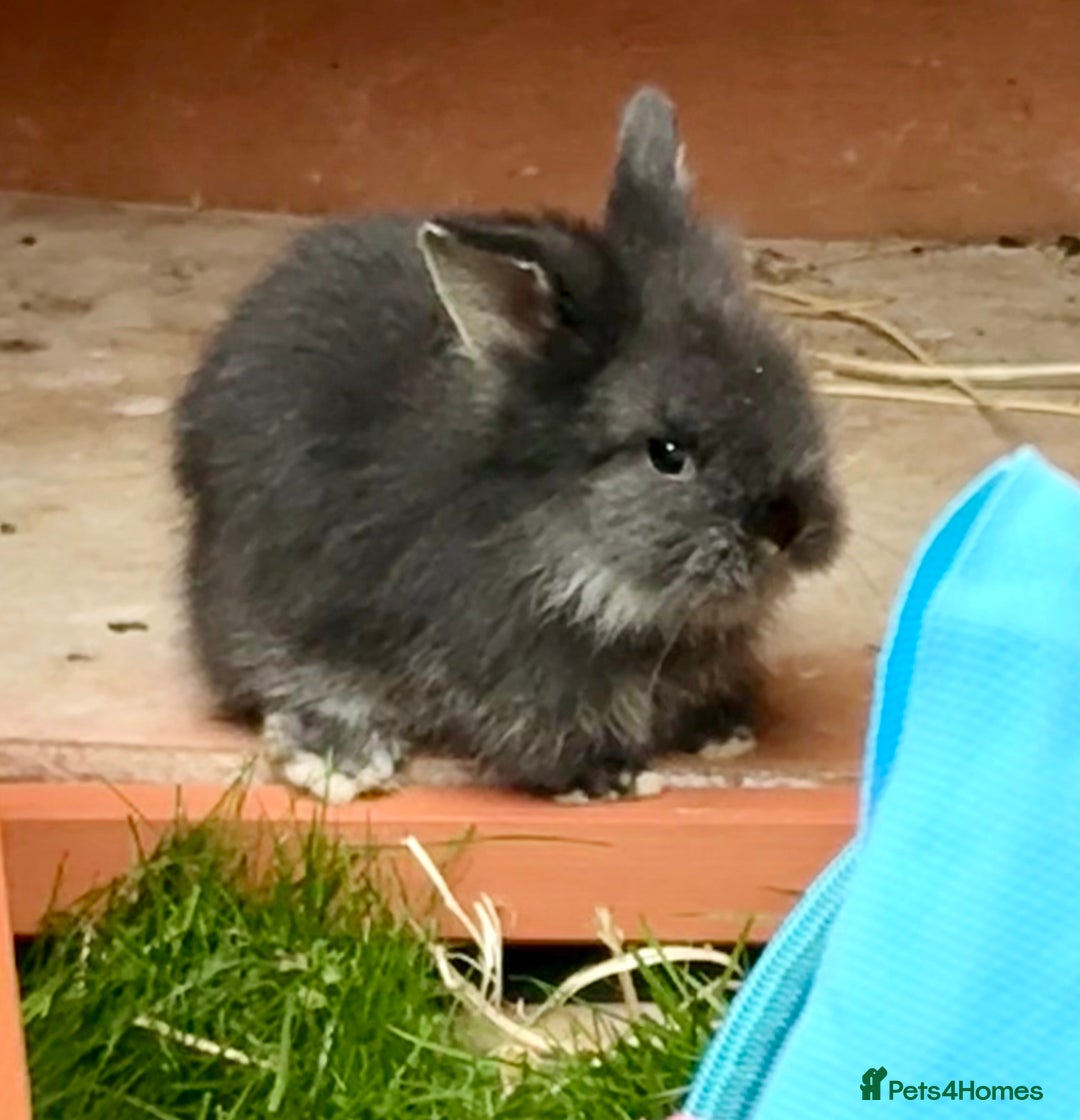 Lionhead rabbits for sale: Teddy Double & Single Lionhead Price starts at £35 - Image 7