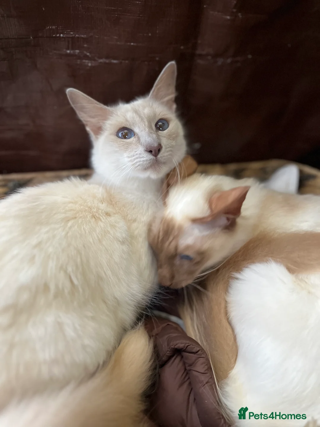 Siamese cats for sale: 2 sisters - Advert 3