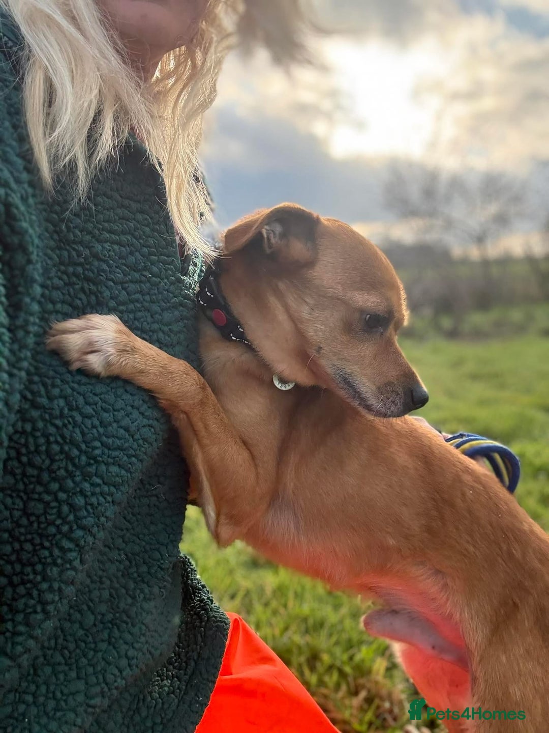 Mixed Breed dogs for adoption: Fry - Norwich Norfolk  - Advert 13