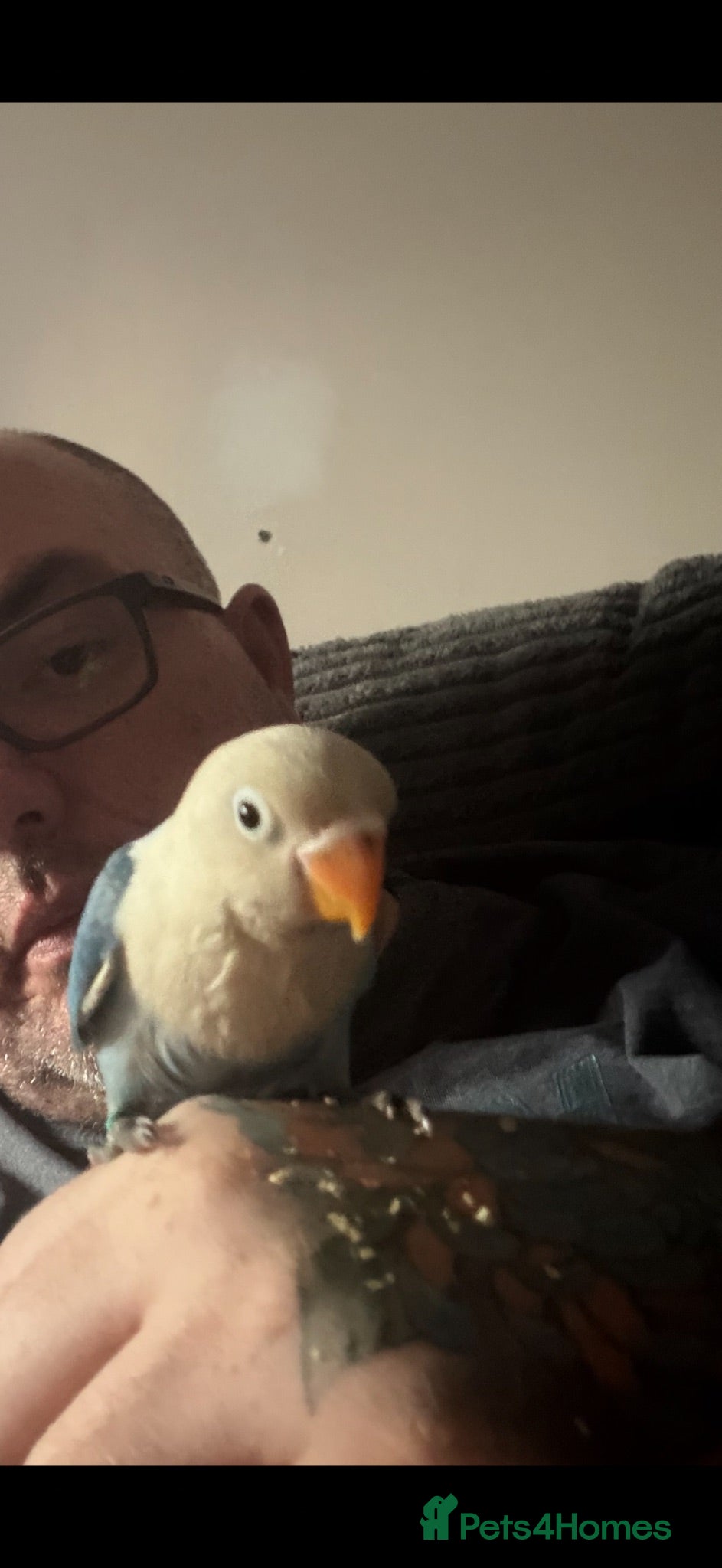 Lovebirds birds 10 week old blue and white lovebird  - Advert 2
