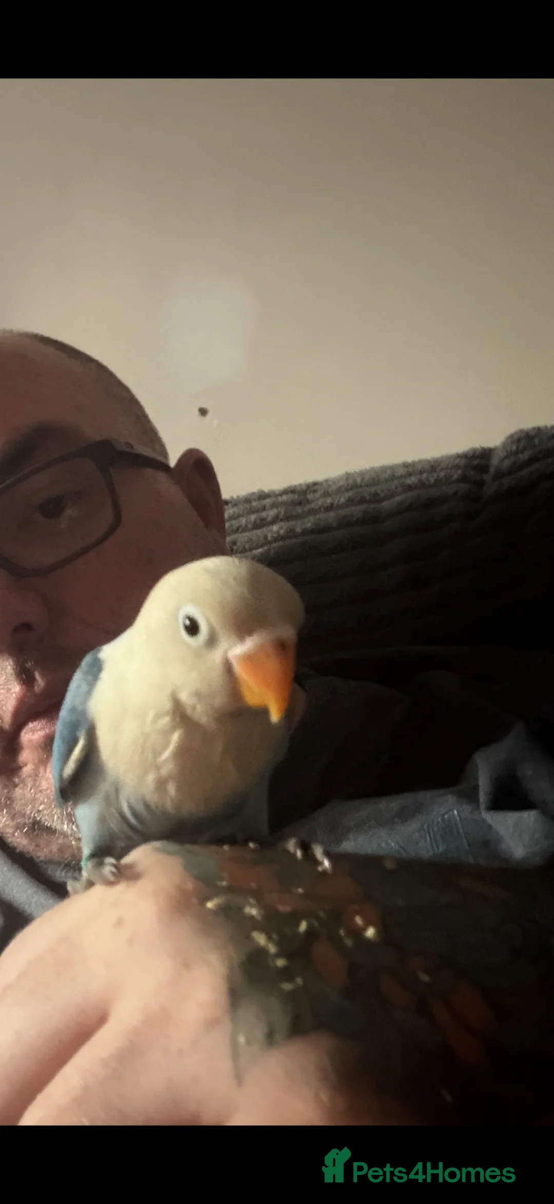 Lovebirds birds for sale: 10 week old blue and white lovebird  - Advert 2