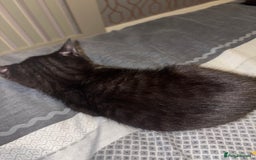 Bengal cats for sale: 3 female Bengal cross kittens  - Image 8