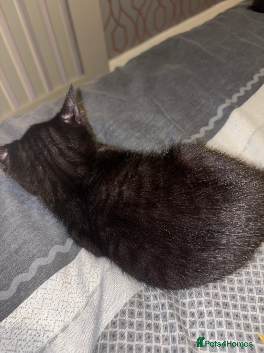 Bengal cats for sale: 3 female Bengal cross kittens  - Image 8