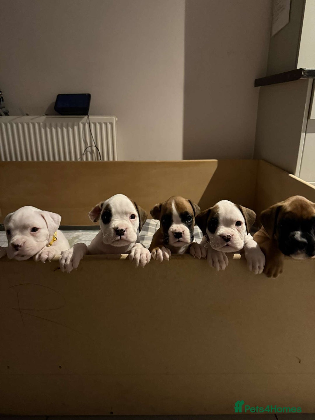 Boxer dogs for sale: Gorgeous KC Registered Boxer Pups - ONLY 1 LEFT - Image 12