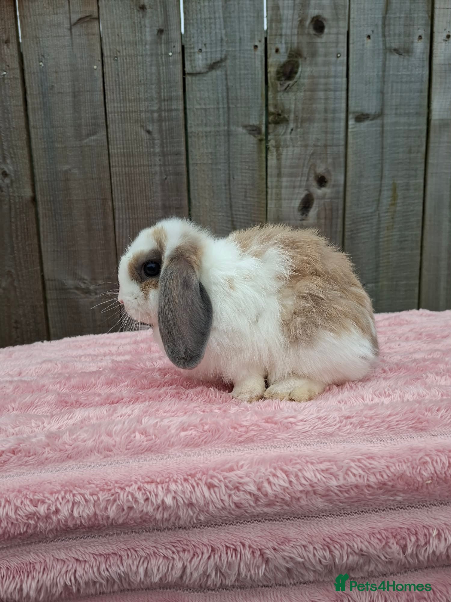 Mini Lop rabbits Mini lops - Advert 18