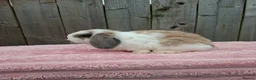 Mini Lop rabbits for sale: Mini lops - Advert 6
