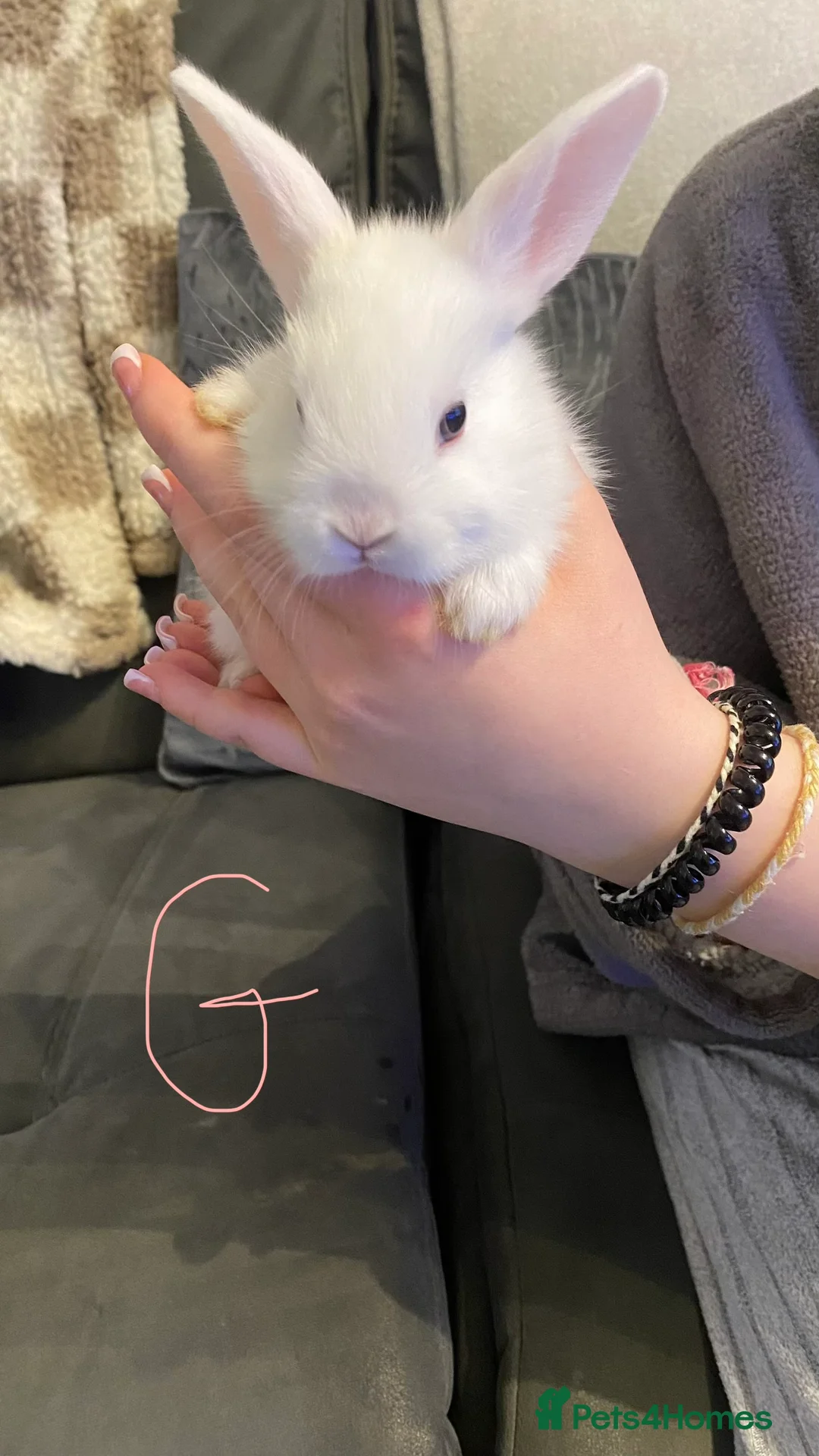 Mixed Breed rabbits for sale: 8 Bunnies for sale  - Advert 3