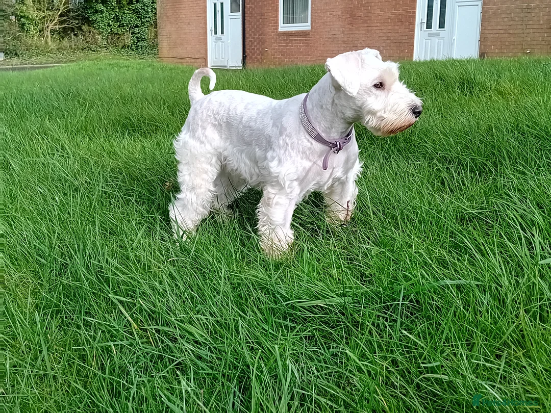 Miniature Schnauzer dogs for sale: 5 White Champion Bloodline Miniature Schnauzer  in Preston - Advert 1