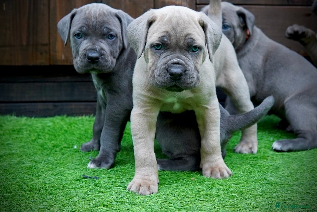 Cane Corso dogs for sale: ICCF Registered Cane Corsos  - Advert 24