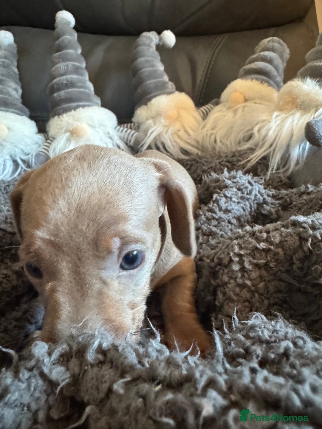Dachshund dogs for sale: 3 Dachshunds will be ready for  **  - Advert 16