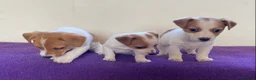 Jack Russell dogs for sale: Jack russell puppies - Advert 2