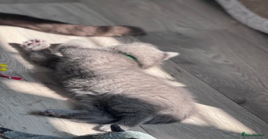 British Shorthair cats - Advert 8