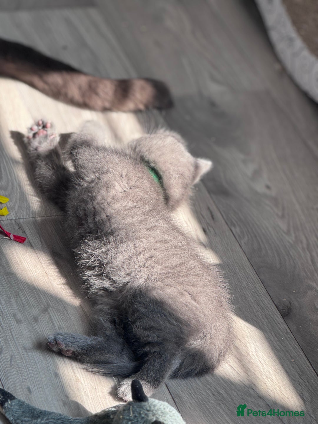 British Shorthair cats for sale: Chunky BSH Kittens - Image 3