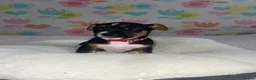 Jack Russell dogs for sale: Stunning short legged Jack Russell puppies - Advert 15