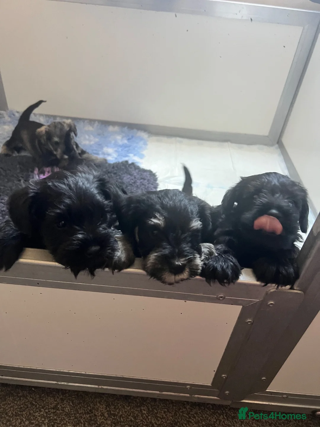 Miniature Schnauzer dogs for sale: Miniature Schnauzer Puppies  - Advert 9