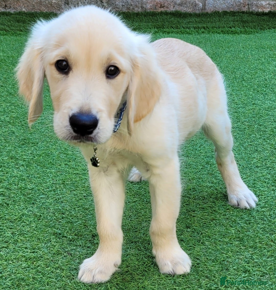 Golden Retriever dogs for sale: READY NOW Stunning Golden Retriever PUPPIES-3 LEFT - Image 20