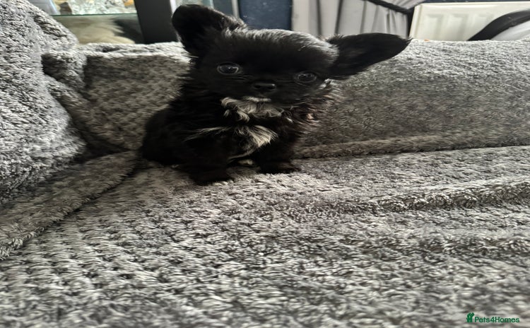 Chihuahua dogs - Advert 8