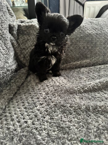 Chihuahua dogs - Advert 8