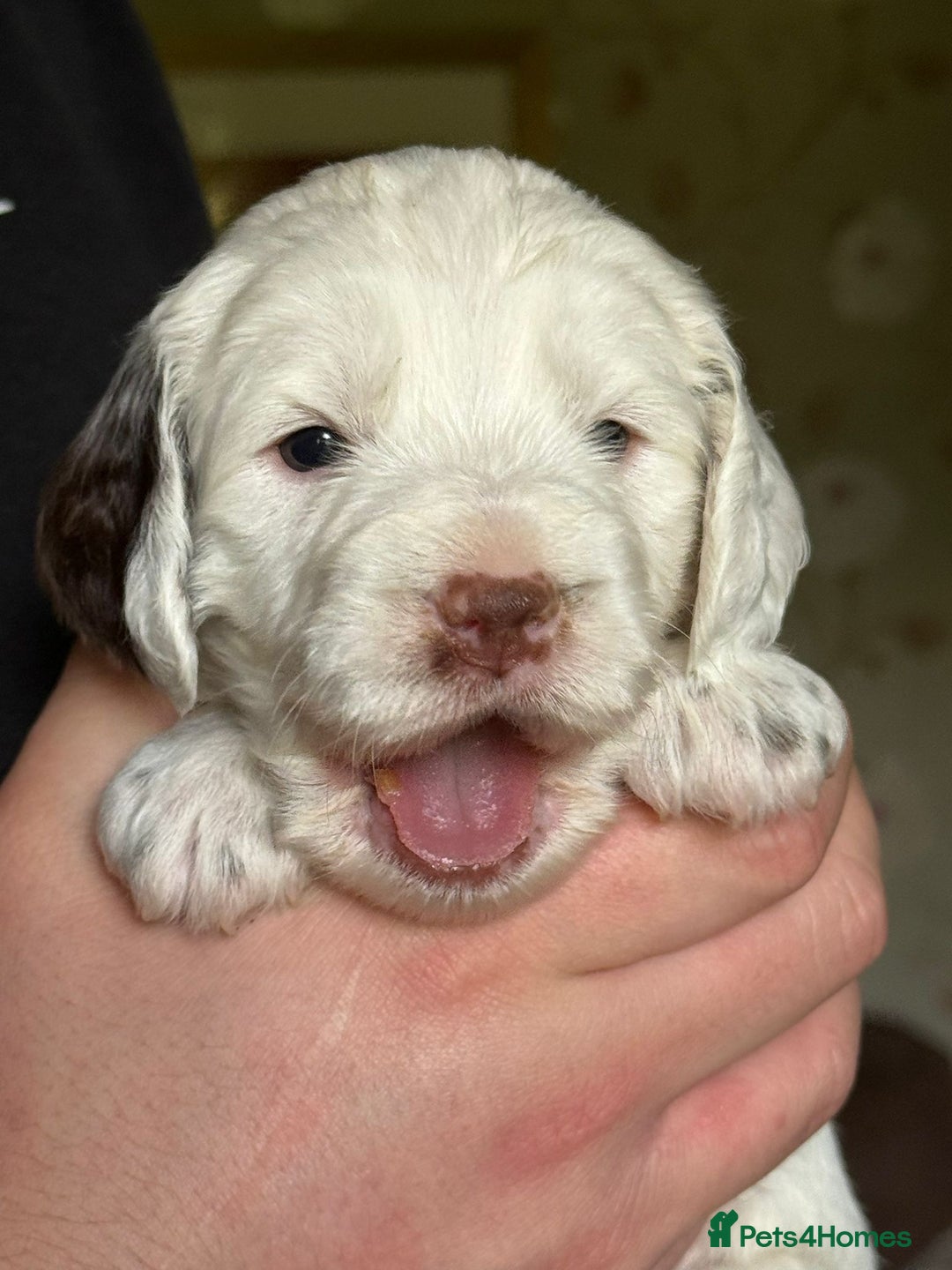 Cockapoo dogs for sale: F1 Cockapoos 5⭐️ Licensed Breeder Fully DNA Tested - Advert 23