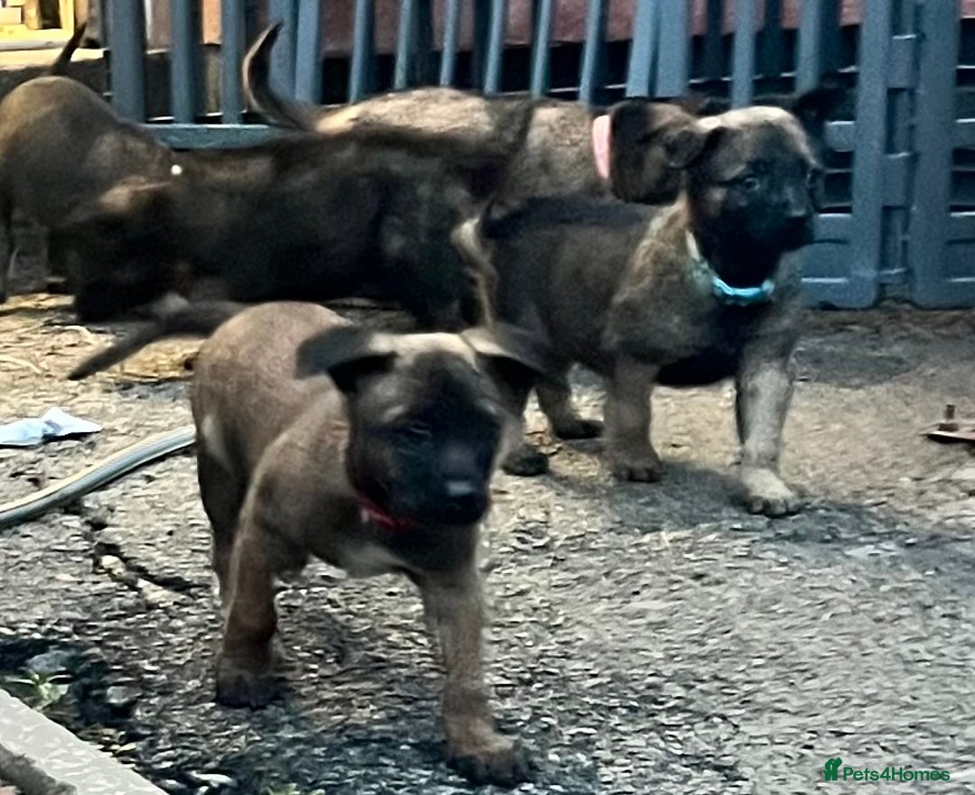 Mixed Breed dogs for sale: Belgium Shepherd mix breed - Advert 20