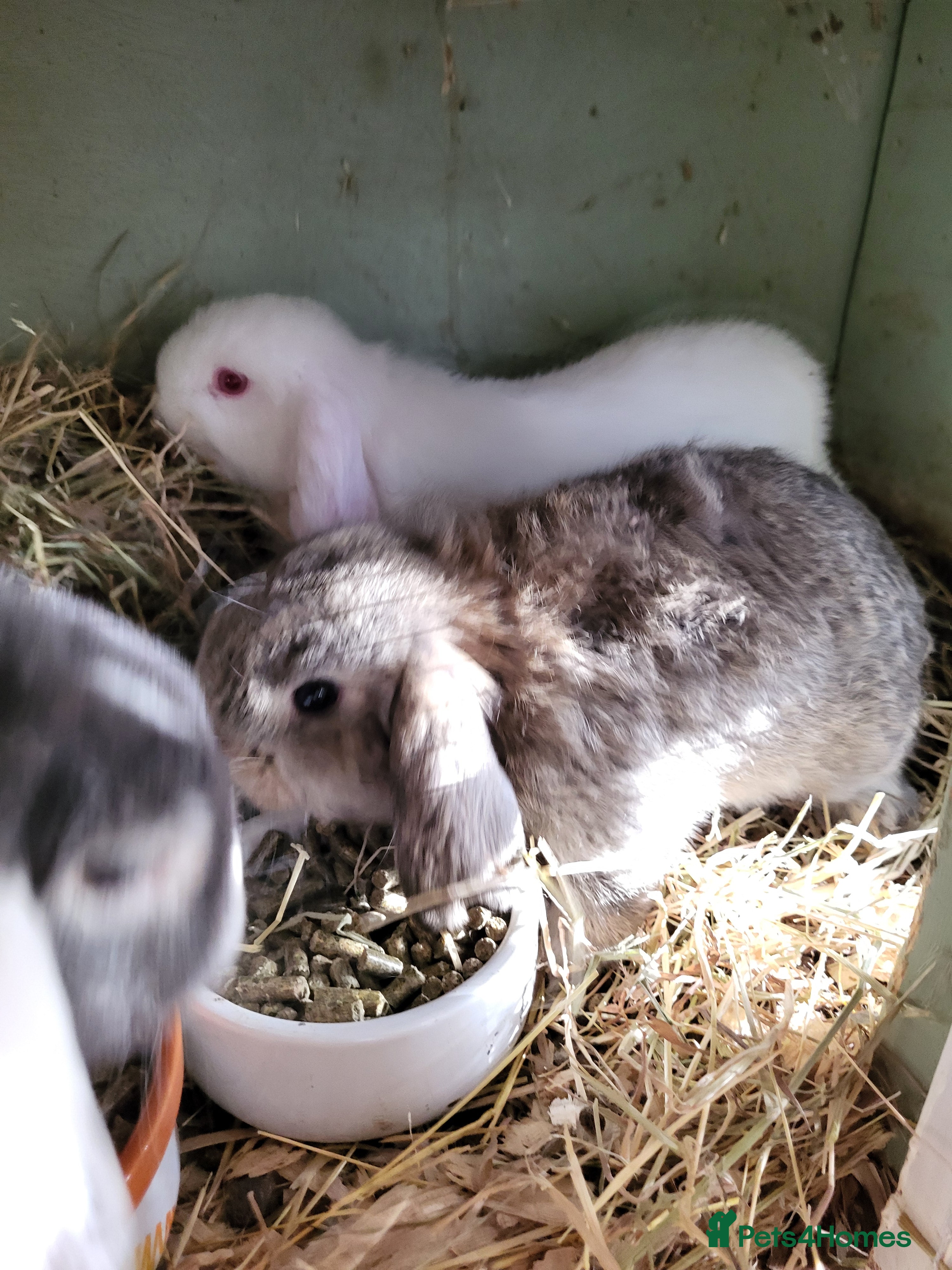 Mini Lop rabbits Mini Lop Bunnies Beautiful 😍 Ready to Leave - Advert 4