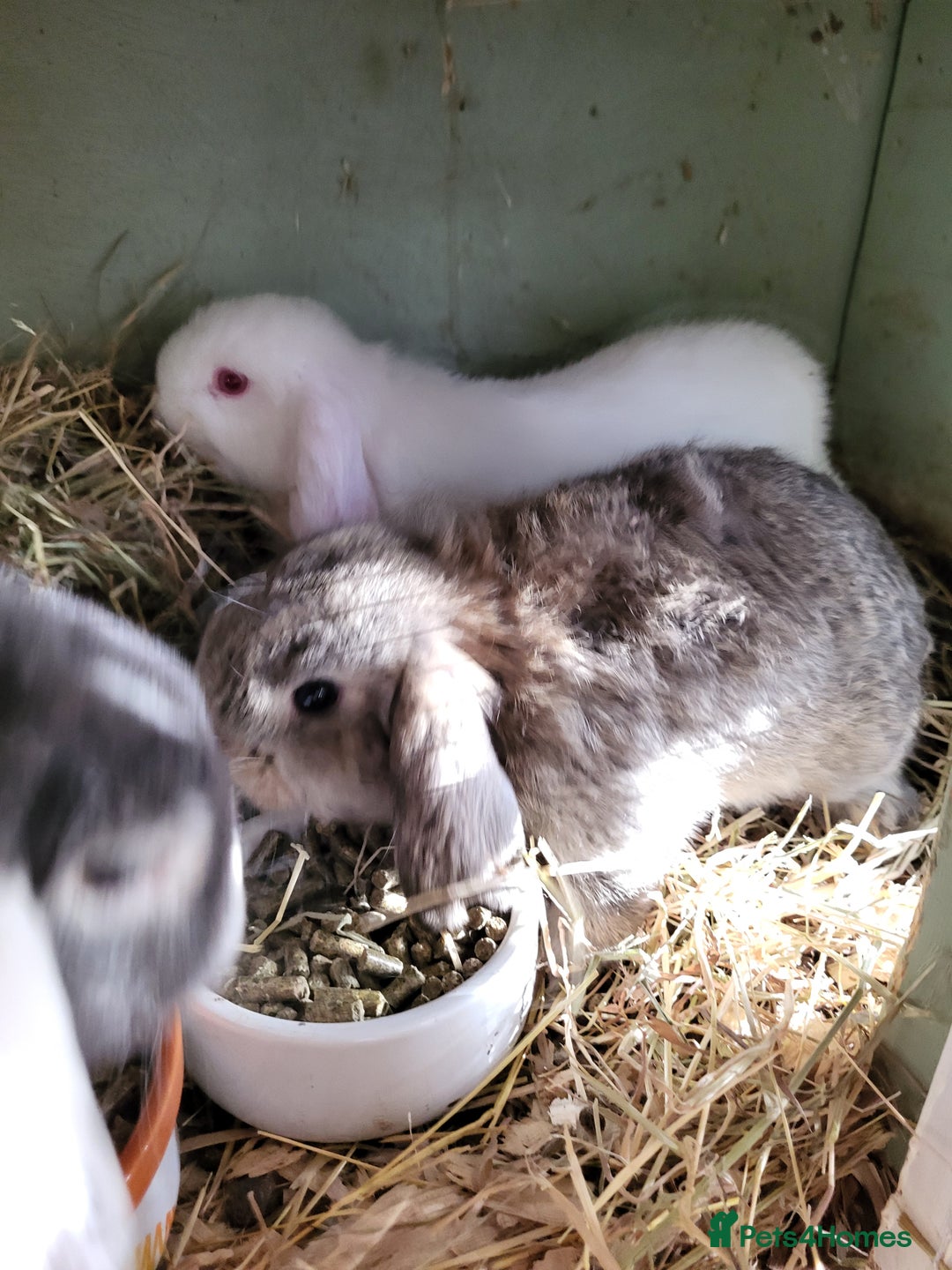 Mini Lop rabbits for sale: Mini Lop Bunnies Beautiful 😍 Ready to Leave - Advert 1