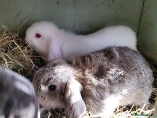 Mini Lop rabbits Mini Lop Bunnies Beautiful 😍 Ready to Leave - Advert 1