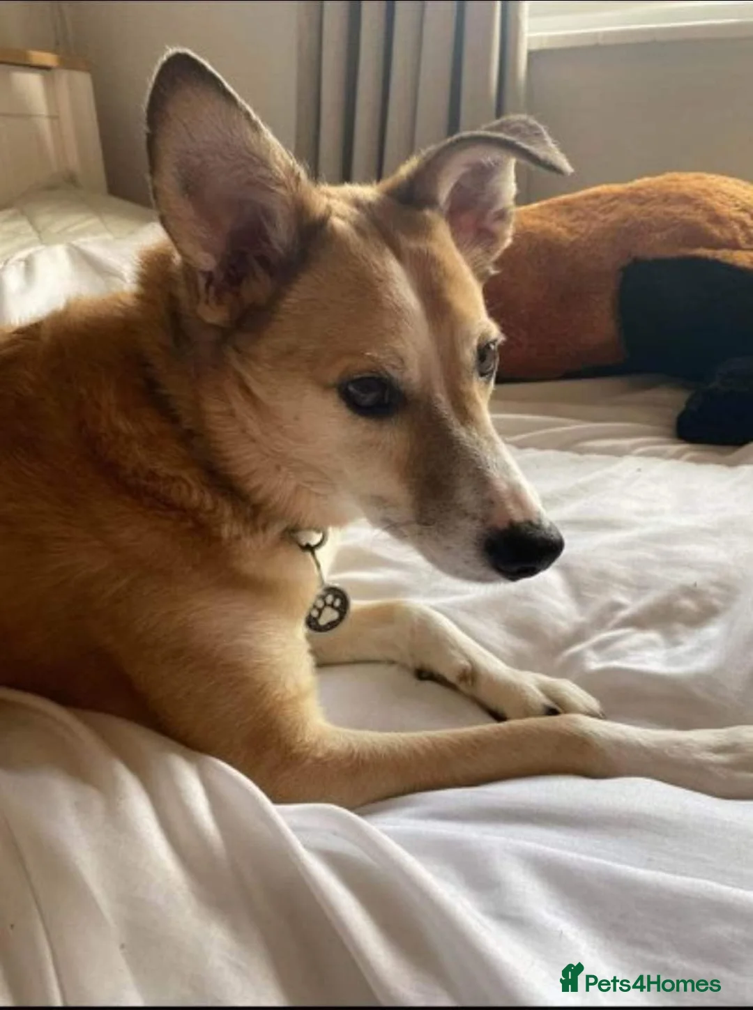 Mixed Breed dogs for adoption: Meet Bailey, currently residing in Wilshire in Calne - Advert 5