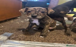 Mixed Breed dogs for sale: Staff plus Staff Jack Puppies  - Advert 1