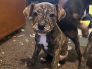 Mixed Breed dogs Staff plus Staff Jack Puppies - Advert 1