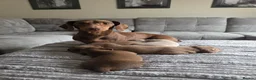 Miniature Dachshund dogs for sale: KC REGISTERED Minature dachshund puppies - Advert 5