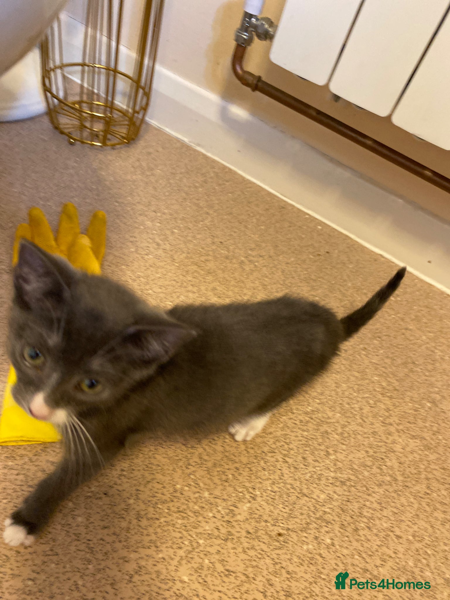 Mixed Breed cats Blue shorthair x Siamese  - Advert 10