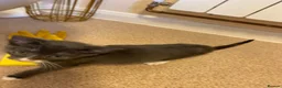 Mixed Breed cats for sale: Blue shorthair x Siamese  - Advert 1