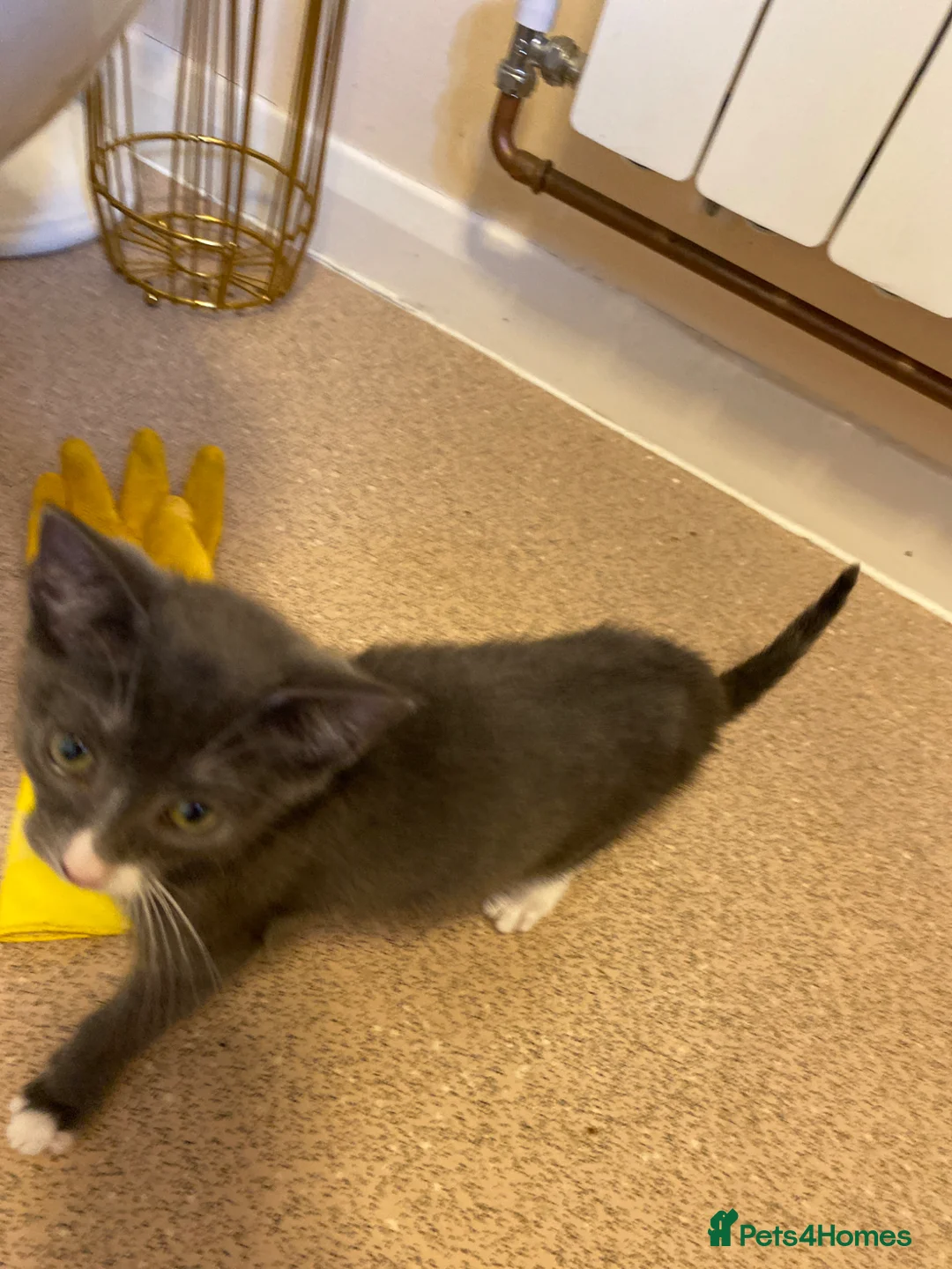 Mixed Breed cats for sale: Blue shorthair x Siamese  - Advert 1