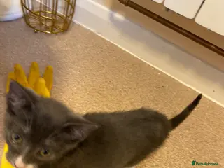 Mixed Breed cats Blue shorthair x Siamese - Advert 1
